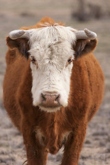 Image showing Cattle