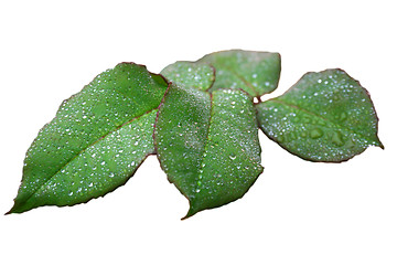 Image showing Raindrops on leaves