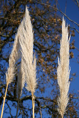 Image showing Pampass Grass