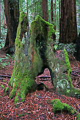 Image showing Weathered old tree trunk