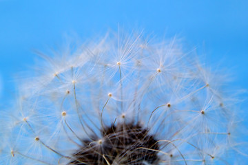 Image showing Macro of natural beauty