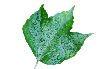 Image showing Raindrops on leaves