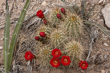 Image showing Hike through Tent Rocks National Monument