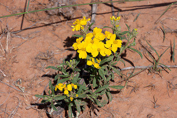 Image showing Wildflowers in the USA