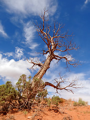 Image showing Trees surviving in nature