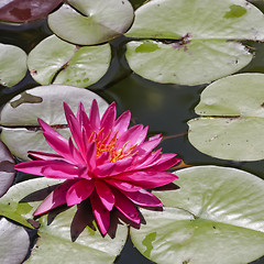 Image showing Beautiful Waterlily