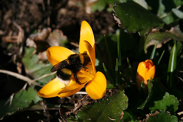Image showing Humble-bee and Flower