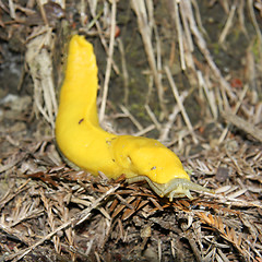 Image showing Banana slug