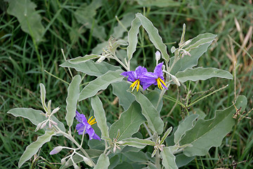 Image showing Wildflowers in the USA