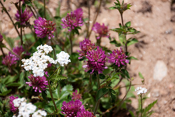 Image showing Wildflowers in the USA