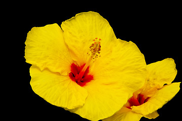 Image showing Yellow hawaiian hibiscus