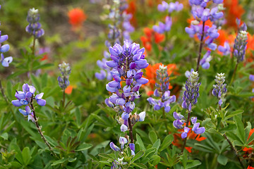 Image showing Wildflowers in the USA