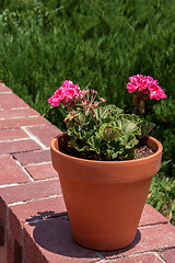 Image showing Flower pot with pink storksbills on a wall