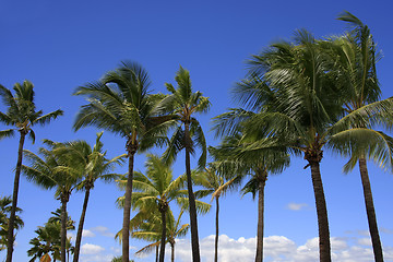 Image showing Trees surviving in nature