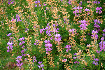 Image showing Wildflowers in the USA