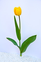 Image showing A Tulip