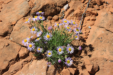 Image showing Wildflowers in the USA