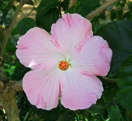 Image showing Hibiscus