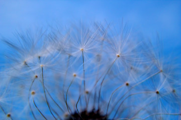 Image showing Macro of natural beauty