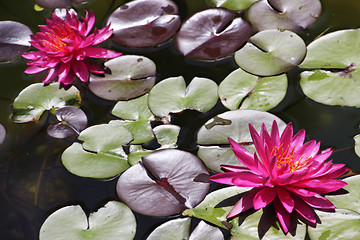 Image showing Beautiful Waterlily