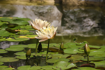 Image showing Beautiful Waterlily
