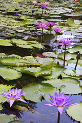 Image showing Beautiful Waterlily