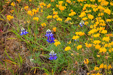 Image showing Wildflowers in the USA