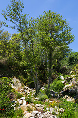 Image showing Trees surviving in nature