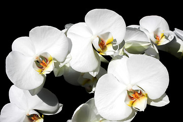 Image showing Blooming beauties