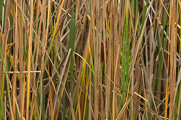 Image showing In the reed