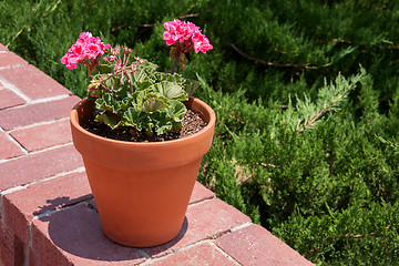 Image showing Flower pot with pink storksbills on a wall
