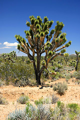 Image showing Big Joshua Tree