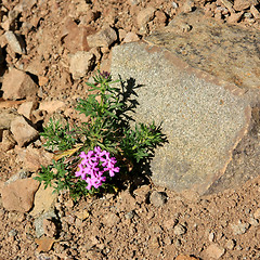 Image showing Wildflowers in the USA