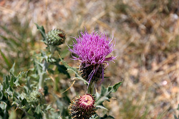 Image showing Wildflowers in the USA