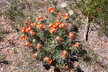 Image showing Wildflowers in the USA