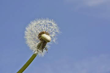 Image showing Blowball