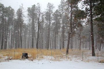 Image showing Trees surviving in nature