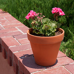 Image showing Flower pot with pink storksbills on a wall