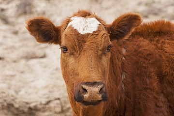 Image showing Cattle