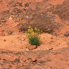 Image showing Wildflowers in the USA