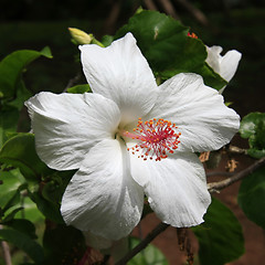 Image showing Hibiscus