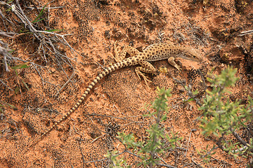 Image showing Whiptail Lizzard