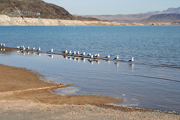 Image showing Seagulls in a row