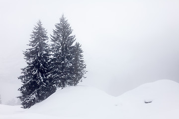 Image showing Trees in the Snow
