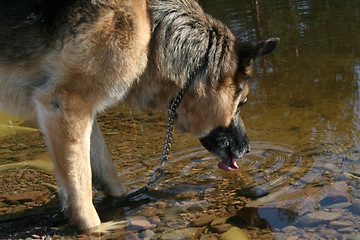 Image showing The drinking dog