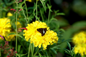 Image showing Butterfly