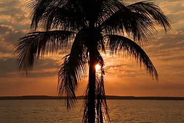 Image showing Palm tree sunset