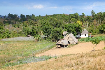 Image showing Cuba agriculture