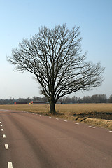 Image showing waytree