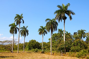 Image showing Nature in Cuba